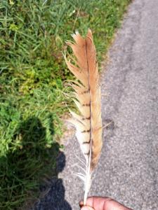 Click to view this image in a large viewer