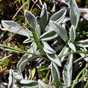 Click to view this image in a large viewer