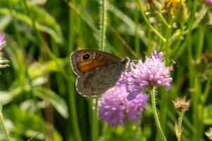 Click to view this image in a large viewer