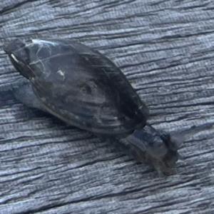 Click to view this image in a large viewer