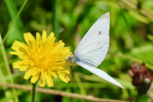 Click to view this image in a large viewer