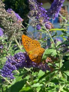 Click to view this image in a large viewer