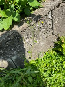 Click to view this image in a large viewer