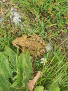 Click to view this image in a large viewer