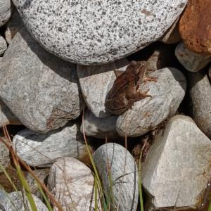 Click to view this image in a large viewer