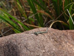 Click to view this image in a large viewer