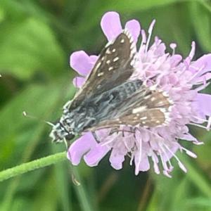 Click to view this image in a large viewer