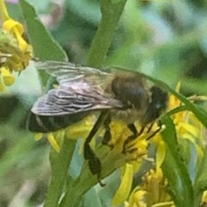 Click to view this image in a large viewer