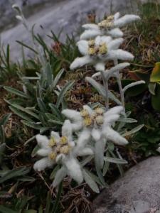 Click to view this image in a large viewer