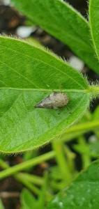 Click to view this image in a large viewer