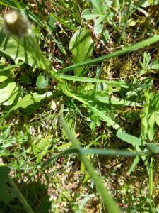 Click to view this image in a large viewer