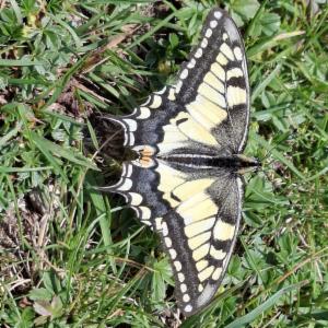 Click to view this image in a large viewer