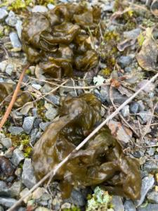 Click to view this image in a large viewer