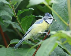 Click to view this image in a large viewer