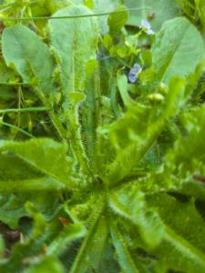 Click to view this image in a large viewer