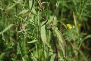 Click to view this image in a large viewer