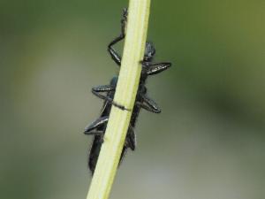 Click to view this image in a large viewer