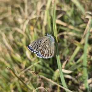 Click to view this image in a large viewer