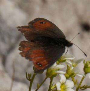 Click to view this image in a large viewer