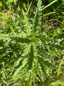 Click to view this image in a large viewer