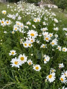 Click to view this image in a large viewer