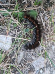 Click to view this image in a large viewer