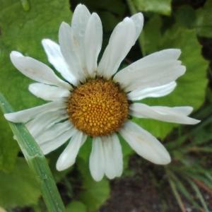 Click to view this image in a large viewer