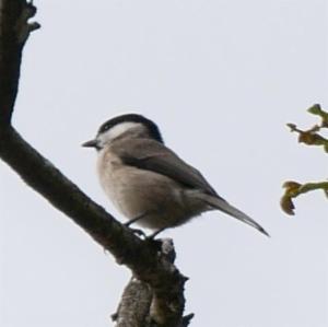 Click to view this image in a large viewer