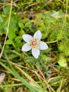 Click to view this image in a large viewer