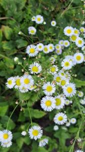 Click to view this image in a large viewer