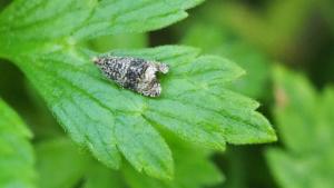 Click to view this image in a large viewer