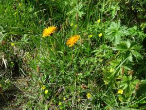 Click to view this image in a large viewer