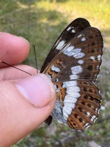 Click to view this image in a large viewer