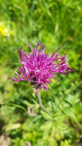 Click to view this image in a large viewer