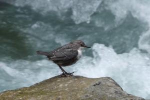 Click to view this image in a large viewer