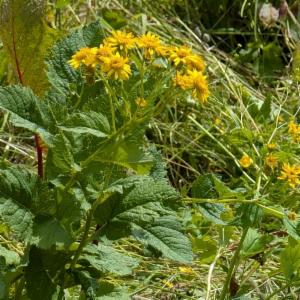 Click to view this image in a large viewer