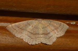 Click to view this image in a large viewer