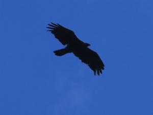 Click to view this image in a large viewer