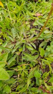 Click to view this image in a large viewer