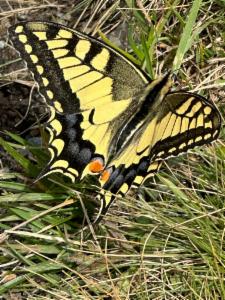 Click to view this image in a large viewer