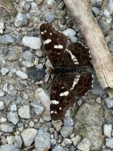 Click to view this image in a large viewer