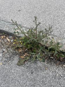 Click to view this image in a large viewer