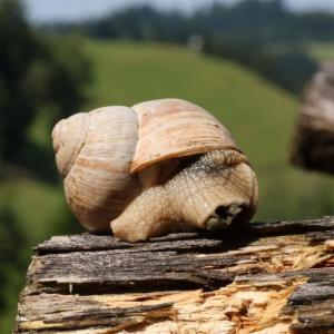 Click to view this image in a large viewer