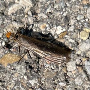 Click to view this image in a large viewer