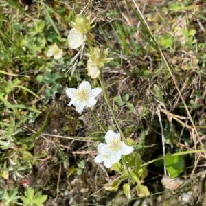 Click to view this image in a large viewer