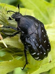 Click to view this image in a large viewer