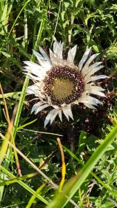 Click to view this image in a large viewer