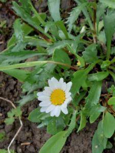 Click to view this image in a large viewer