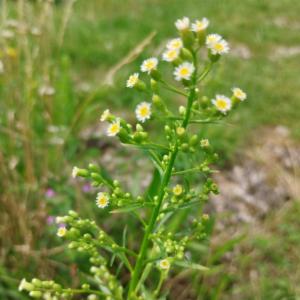 Click to view this image in a large viewer