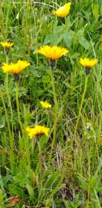 Click to view this image in a large viewer